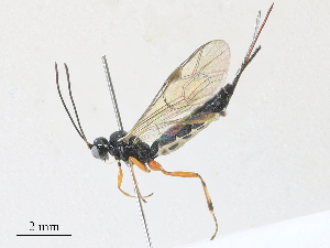  ( - CBG-A27575-G10)  @11 [ ] CreativeCommons - Attribution Share - Alike (2024) CBG Photography Group Centre for Biodiversity Genomics