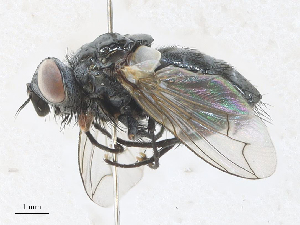  ( - CBG-A27575-H05)  @11 [ ] CreativeCommons - Attribution Share - Alike (2024) CBG Photography Group Centre for Biodiversity Genomics