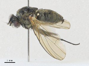  ( - CBG-A27576-A09)  @11 [ ] CreativeCommons - Attribution Share - Alike (2024) CBG Photography Group Centre for Biodiversity Genomics