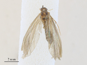  ( - CBG-A27576-C02)  @11 [ ] CreativeCommons - Attribution Share - Alike (2024) CBG Photography Group Centre for Biodiversity Genomics