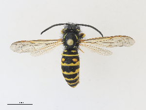  ( - CBG-A27576-D12)  @11 [ ] CreativeCommons - Attribution Share - Alike (2024) CBG Photography Group Centre for Biodiversity Genomics