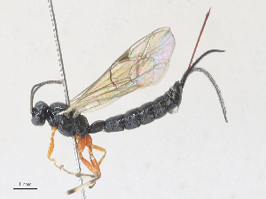  ( - CBG-A27576-G10)  @11 [ ] CreativeCommons - Attribution Share - Alike (2024) CBG Photography Group Centre for Biodiversity Genomics