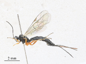  ( - CBG-A27576-H04)  @11 [ ] CreativeCommons - Attribution Share - Alike (2024) CBG Photography Group Centre for Biodiversity Genomics