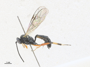  ( - CBG-A27576-H05)  @11 [ ] CreativeCommons - Attribution Share - Alike (2024) CBG Photography Group Centre for Biodiversity Genomics