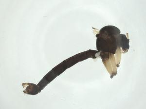  ( - CBG-A27642-A04)  @11 [ ] CreativeCommons - Attribution Share - Alike (2024) Centre for Biodiversity Genomics Centre for Biodiversity Genomics