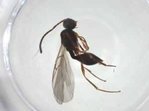  ( - CBG-A27643-D12)  @11 [ ] CreativeCommons - Attribution Share - Alike (2024) Centre for Biodiversity Genomics Centre for Biodiversity Genomics