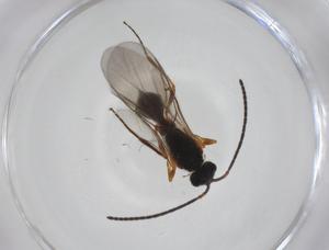  ( - CBG-A27645-D06)  @11 [ ] CreativeCommons - Attribution Share - Alike (2024) Centre for Biodiversity Genomics Centre for Biodiversity Genomics