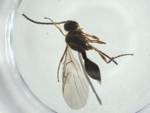  ( - CBG-A27648-C10)  @11 [ ] CreativeCommons - Attribution Share - Alike (2024) Centre for Biodiversity Genomics Centre for Biodiversity Genomics