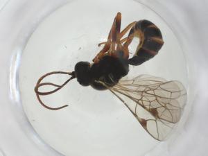  ( - CBG-A27653-A02)  @11 [ ] CreativeCommons - Attribution Share - Alike (2024) Centre for Biodiversity Genomics Centre for Biodiversity Genomics