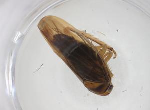  ( - CBG-A27655-A01)  @11 [ ] CreativeCommons - Attribution Share - Alike (2024) Centre for Biodiversity Genomics Centre for Biodiversity Genomics