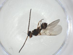  ( - CBG-A27657-E03)  @11 [ ] CreativeCommons - Attribution Share - Alike (2024) Centre for Biodiversity Genomics Centre for Biodiversity Genomics