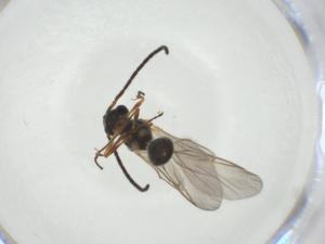  ( - CBG-A27657-G06)  @11 [ ] CreativeCommons - Attribution Share - Alike (2024) Centre for Biodiversity Genomics Centre for Biodiversity Genomics