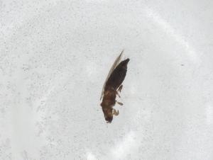  ( - CBG-A27659-A07)  @11 [ ] CreativeCommons - Attribution Share - Alike (2024) Centre for Biodiversity Genomics Centre for Biodiversity Genomics