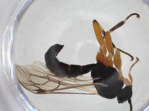  ( - CBG-A27659-E05)  @11 [ ] CreativeCommons - Attribution Share - Alike (2024) Centre for Biodiversity Genomics Centre for Biodiversity Genomics