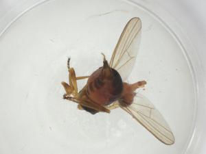  ( - CBG-A27660-A01)  @11 [ ] CreativeCommons - Attribution Share - Alike (2024) Centre for Biodiversity Genomics Centre for Biodiversity Genomics