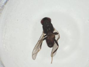  ( - CBG-A27663-G05)  @11 [ ] CreativeCommons - Attribution Share - Alike (2024) Centre for Biodiversity Genomics Centre for Biodiversity Genomics