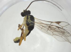  ( - CBG-A27666-A06)  @11 [ ] CreativeCommons - Attribution Share - Alike (2024) Centre for Biodiversity Genomics Centre for Biodiversity Genomics