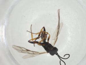  ( - CBG-A27668-B02)  @11 [ ] CreativeCommons - Attribution Share - Alike (2024) Centre for Biodiversity Genomics Centre for Biodiversity Genomics