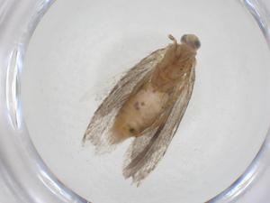  ( - CBG-A27670-F11)  @11 [ ] CreativeCommons - Attribution Share - Alike (2024) Centre for Biodiversity Genomics Centre for Biodiversity Genomics