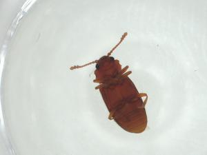  ( - CBG-A27672-C04)  @11 [ ] CreativeCommons - Attribution Share - Alike (2024) Centre for Biodiversity Genomics Centre for Biodiversity Genomics