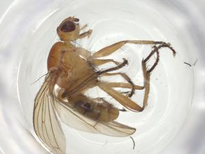  ( - CBG-A27727-A05)  @11 [ ] CreativeCommons - Attribution Share - Alike (2024) Centre for Biodiversity Genomics Centre for Biodiversity Genomics