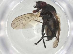  ( - CBG-A27727-B09)  @11 [ ] CreativeCommons - Attribution Share - Alike (2024) Centre for Biodiversity Genomics Centre for Biodiversity Genomics