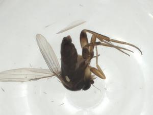  ( - CBG-A27729-G06)  @11 [ ] CreativeCommons - Attribution Share - Alike (2024) Centre for Biodiversity Genomics Centre for Biodiversity Genomics