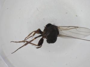  ( - CBG-A27731-E02)  @11 [ ] CreativeCommons - Attribution Share - Alike (2024) Centre for Biodiversity Genomics Centre for Biodiversity Genomics