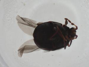  ( - CBG-A27732-B09)  @11 [ ] CreativeCommons - Attribution Share - Alike (2024) Centre for Biodiversity Genomics Centre for Biodiversity Genomics