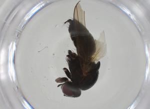  ( - CBG-A27735-G05)  @11 [ ] CreativeCommons - Attribution Share - Alike (2024) Centre for Biodiversity Genomics Centre for Biodiversity Genomics