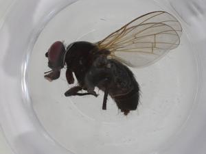  ( - CBG-A27740-A06)  @11 [ ] CreativeCommons - Attribution Share - Alike (2024) Centre for Biodiversity Genomics Centre for Biodiversity Genomics