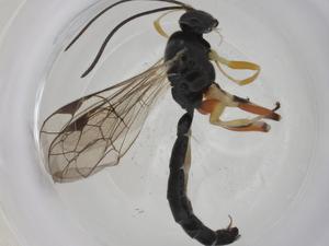  ( - CBG-A27740-A09)  @11 [ ] CreativeCommons - Attribution Share - Alike (2024) Centre for Biodiversity Genomics Centre for Biodiversity Genomics