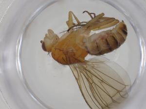  ( - CBG-A27740-D05)  @11 [ ] CreativeCommons - Attribution Share - Alike (2024) Centre for Biodiversity Genomics Centre for Biodiversity Genomics