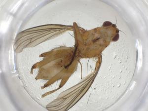  ( - CBG-A27744-B12)  @11 [ ] CreativeCommons - Attribution Share - Alike (2024) Centre for Biodiversity Genomics Centre for Biodiversity Genomics