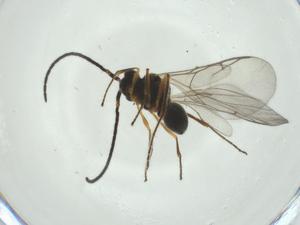  ( - CBG-A27745-G06)  @11 [ ] CreativeCommons - Attribution Share - Alike (2024) Centre for Biodiversity Genomics Centre for Biodiversity Genomics