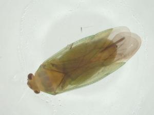  ( - CBG-A27745-G09)  @11 [ ] CreativeCommons - Attribution Share - Alike (2024) Centre for Biodiversity Genomics Centre for Biodiversity Genomics