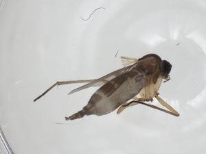  ( - CBG-A27746-H08)  @11 [ ] CreativeCommons - Attribution Share - Alike (2024) Centre for Biodiversity Genomics Centre for Biodiversity Genomics