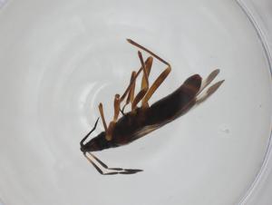  ( - CBG-A27749-A06)  @11 [ ] CreativeCommons - Attribution Share - Alike (2024) Centre for Biodiversity Genomics Centre for Biodiversity Genomics