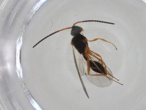  ( - CBG-A27749-G08)  @11 [ ] CreativeCommons - Attribution Share - Alike (2024) Centre for Biodiversity Genomics Centre for Biodiversity Genomics