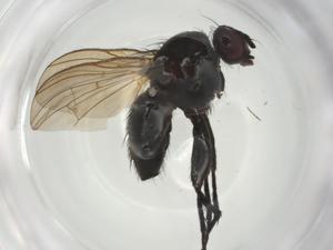  ( - CBG-A27750-A04)  @11 [ ] CreativeCommons - Attribution Share - Alike (2024) Centre for Biodiversity Genomics Centre for Biodiversity Genomics