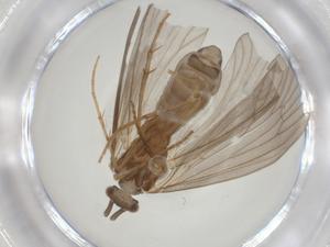  ( - CBG-A27750-E10)  @11 [ ] CreativeCommons - Attribution Share - Alike (2024) Centre for Biodiversity Genomics Centre for Biodiversity Genomics