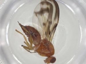  ( - CBG-A27750-F04)  @11 [ ] CreativeCommons - Attribution Share - Alike (2024) Centre for Biodiversity Genomics Centre for Biodiversity Genomics