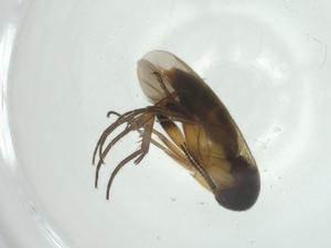  ( - CBG-A27753-E10)  @11 [ ] CreativeCommons - Attribution Share - Alike (2024) Centre for Biodiversity Genomics Centre for Biodiversity Genomics