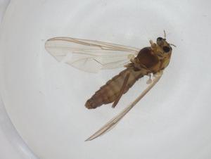  ( - CBG-A27754-A08)  @11 [ ] CreativeCommons - Attribution Share - Alike (2024) Centre for Biodiversity Genomics Centre for Biodiversity Genomics