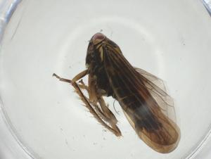  ( - CBG-A27760-E12)  @11 [ ] CreativeCommons - Attribution Share - Alike (2024) Centre for Biodiversity Genomics Centre for Biodiversity Genomics