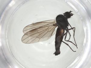  ( - CBG-A27760-H06)  @11 [ ] CreativeCommons - Attribution Share - Alike (2024) Centre for Biodiversity Genomics Centre for Biodiversity Genomics