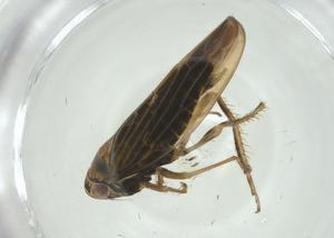  ( - CBG-A27761-G11)  @11 [ ] CreativeCommons - Attribution Share - Alike (2024) Centre for Biodiversity Genomics Centre for Biodiversity Genomics