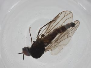  ( - CBG-A27762-D11)  @11 [ ] CreativeCommons - Attribution Share - Alike (2024) Centre for Biodiversity Genomics Centre for Biodiversity Genomics