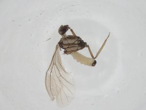  ( - CBG-A27762-G09)  @11 [ ] CreativeCommons - Attribution Share - Alike (2024) Centre for Biodiversity Genomics Centre for Biodiversity Genomics