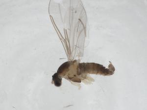  ( - CBG-A27763-A04)  @11 [ ] CreativeCommons - Attribution Share - Alike (2024) Centre for Biodiversity Genomics Centre for Biodiversity Genomics